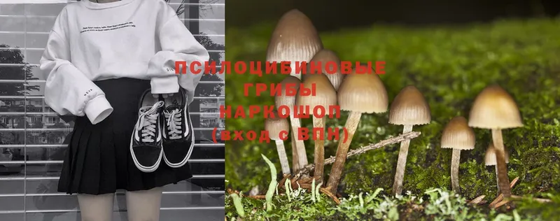 это формула  Баксан  Псилоцибиновые грибы Psilocybe  где найти  